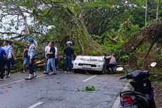 Pohon Tumbang Timpa Mobil Avanza di Ambon, Pengemudi Tewas