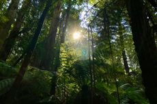 Mengenal Hutan Hujan dan Mengapa Keberadaannya Sangat Penting bagi Masyarakat Global