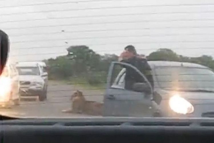 Potongan rekaman video memperlihatkan seorang turis keluar dari mobil dan merekam singa di Taman Nasional Kruger, Afrika Selatan.