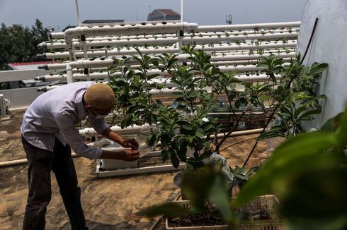 Wakil Walkot Jaktim Sebut Upaya Kementan Bangun Urban Farming Adalah Tepat