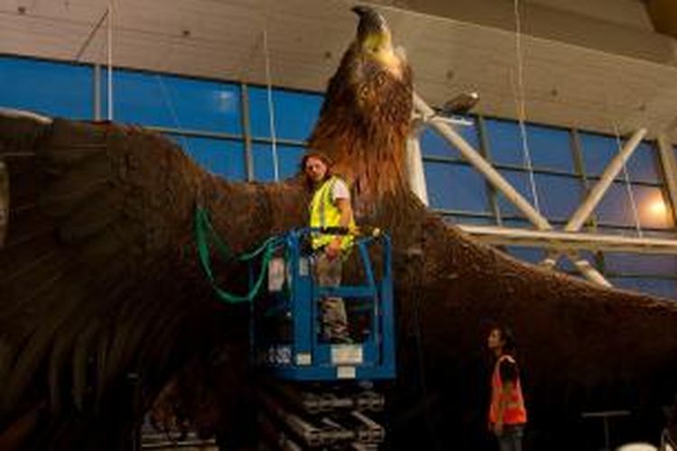 Akibat gempa yang mengguncang Selandia Baru, Senin (20/1/2014), sebuah patung burung elang raksasa yang digantung di langit-langit bandara Wellington, jatuh. Patung itu dipasang sebagai promosi film trilogi The Hobbit.