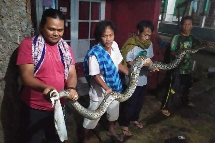 Sejumlah warga di Kabupaten Cianjur, Jawa Barat, memelihatkan ular sanca sepanjang 4,5 meter yang berhasil ditangkap, Minggu (31/5/2020) dini hari