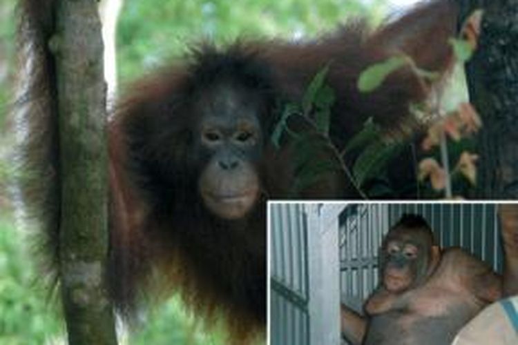 Orangutan Pony, sebelum dan sesudah rehabilitasi.
