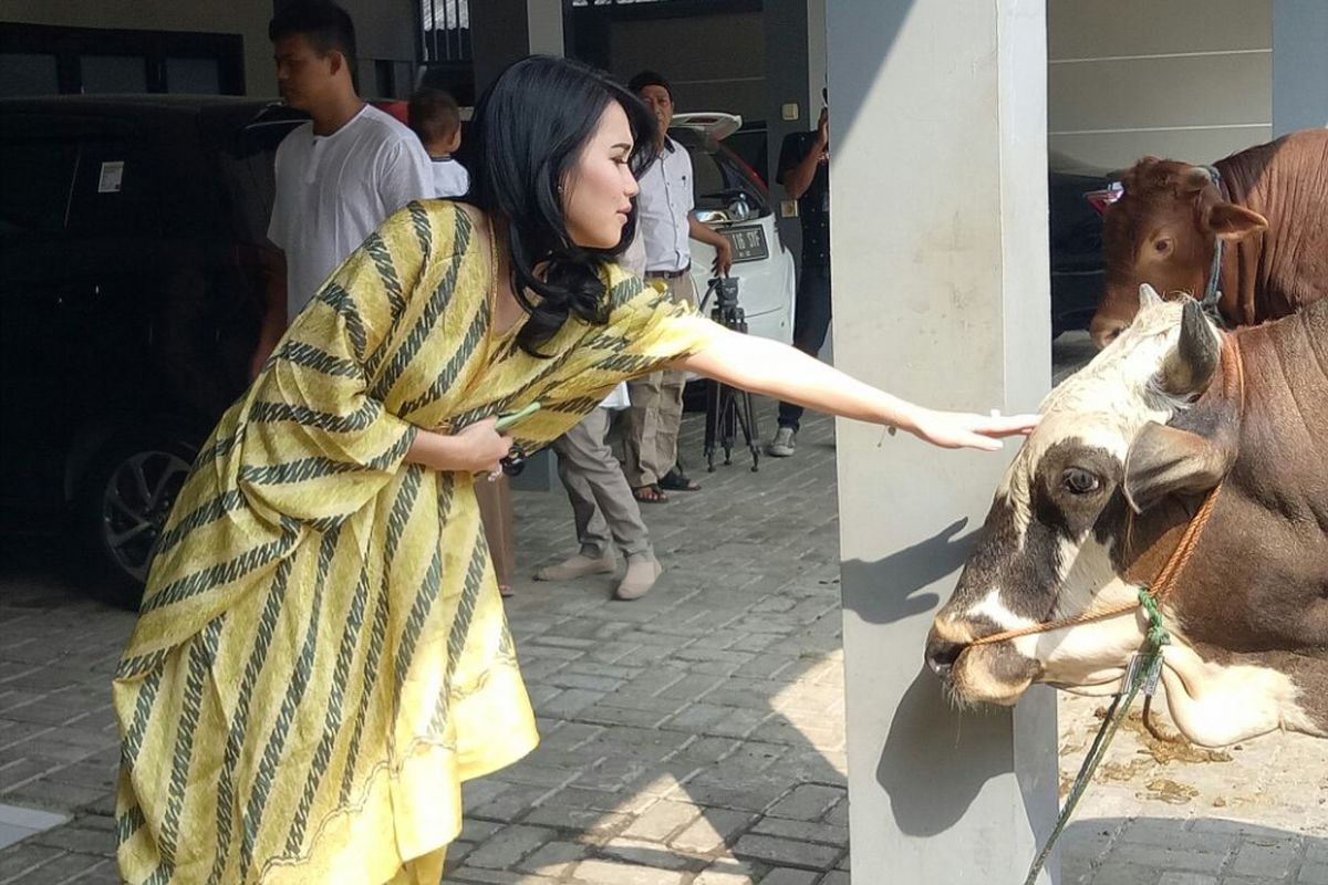 Ayu Ting Ting saat mencoba memegang sapi yang dikurbankannya pada hari raya Idul Adha, di rumahnya, Depok, Jawa Barat, Jumat (1/8/2017).