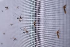 4 Warna Cat Tembok Rumah yang Ternyata Disukai Nyamuk