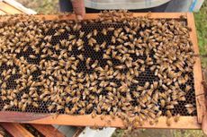 Mandor di PTPN VIII Garut Tewas Disengat Kawanan Lebah 