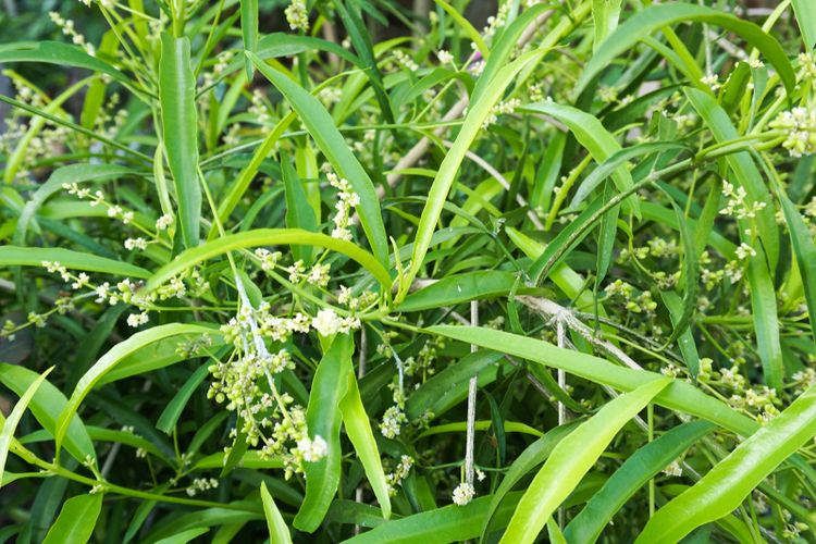 Ilustrasi tanaman Zodia (Evadia suaveolens), yang merupakan salah satu tanaman pengusir nyamuk. 