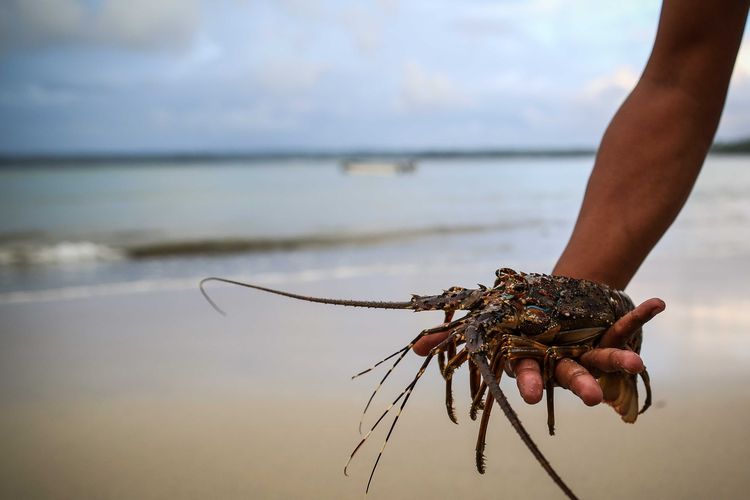 Petugas menunjukkan seekor lobster sebelum dilepaskan ke laut di Kawasan Konservasi Tambling, Lampung, Kamis (23/1/2020). Petugas Bakamla mengamankan sekitaran 30 ekor lobster yang terjebak jaring nelayan saat melakukan patroli laut sekitar daerah Batu Tiang, Kawasan Way Haru, Kabupaten Pesisir Barat, Lampung.