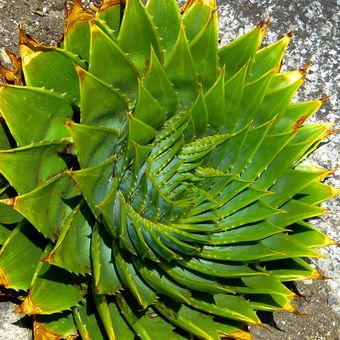 Ilustrasi tanaman lidah buaya spiral. 