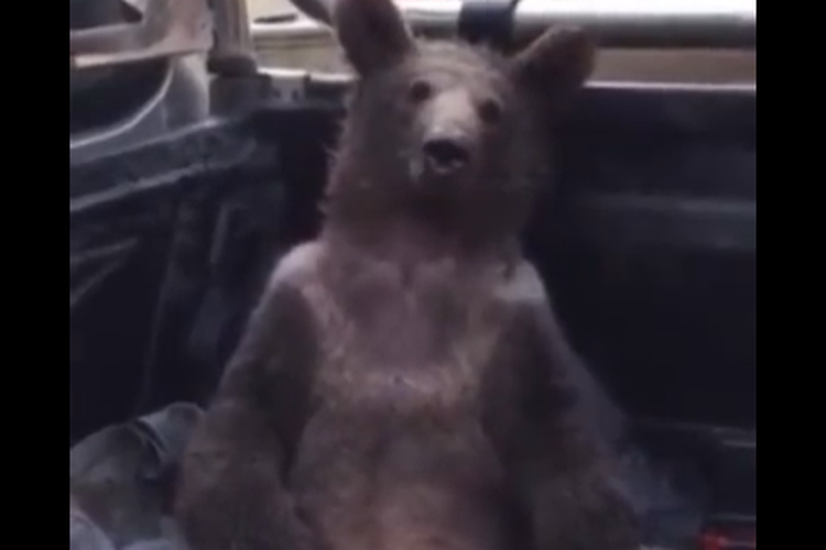 Tangkap layar seekor beruang 'mabuk' ditemukan tergeletak di hutan dan dibawa ke dokter hewan setelah melahap 'madu gila' halusinogen di Turki.
