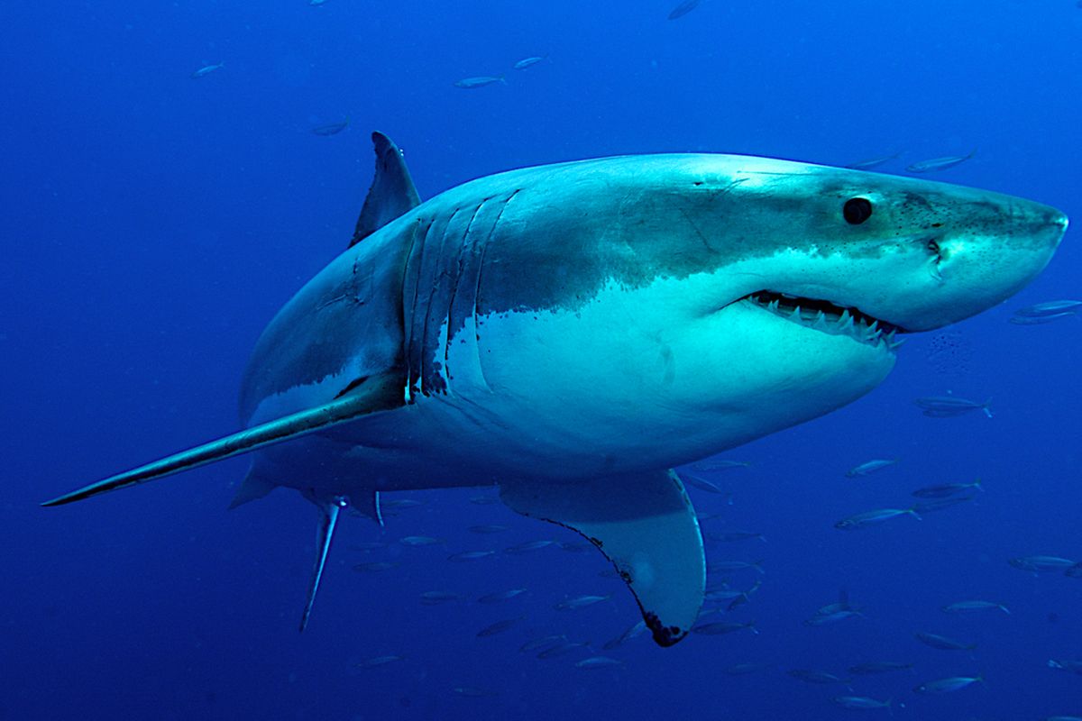 Ilustrasi hiu putih besar. Alasan mengapa hiu putih besar tidak pernah tampak di akuarium penangkaran, karena ukurannya yang sangat besar.