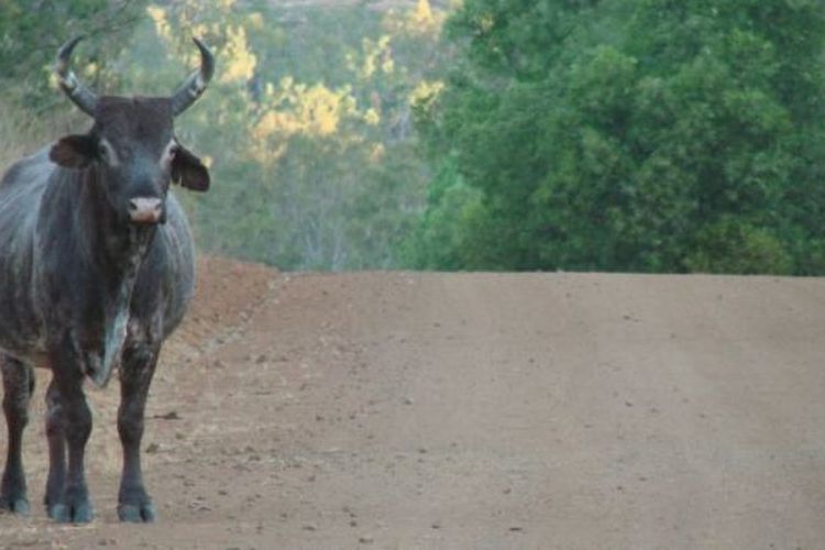 Seekor sapi liar di Kalumburu Road, Australia Barat