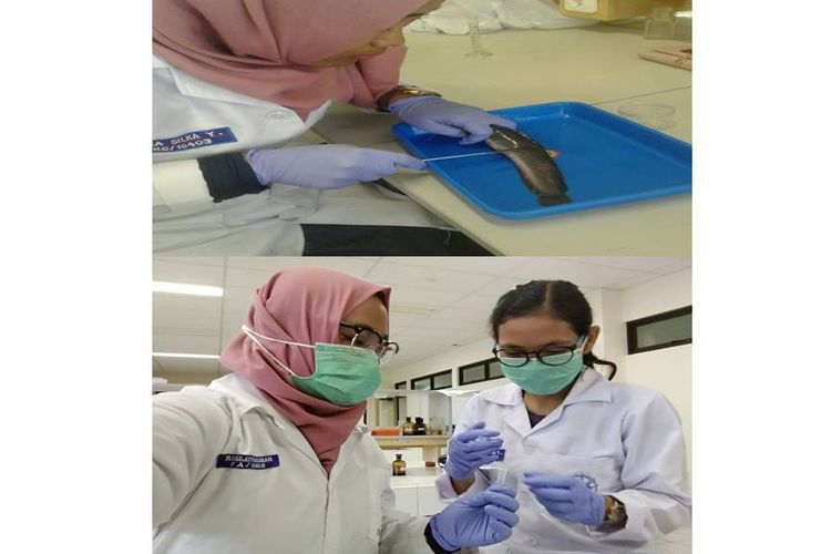 Mahasiswa UGM formulasikan saliva buatan berbahan lendir lele untuk perawatan mulut kering.