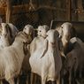 Kurban Kambing untuk Satu Keluarga, Ini Ketentuan dan Hukumnya dalam Islam
