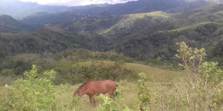 Padang rumput di Flores, NTT.