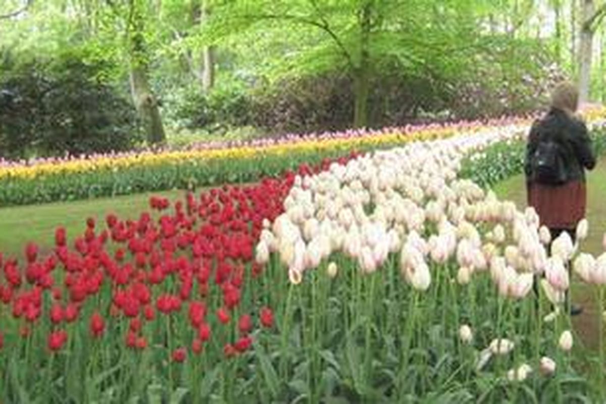 Hamparan bunga Tulip di Taman Bunga Keukenhof, Belanda. 