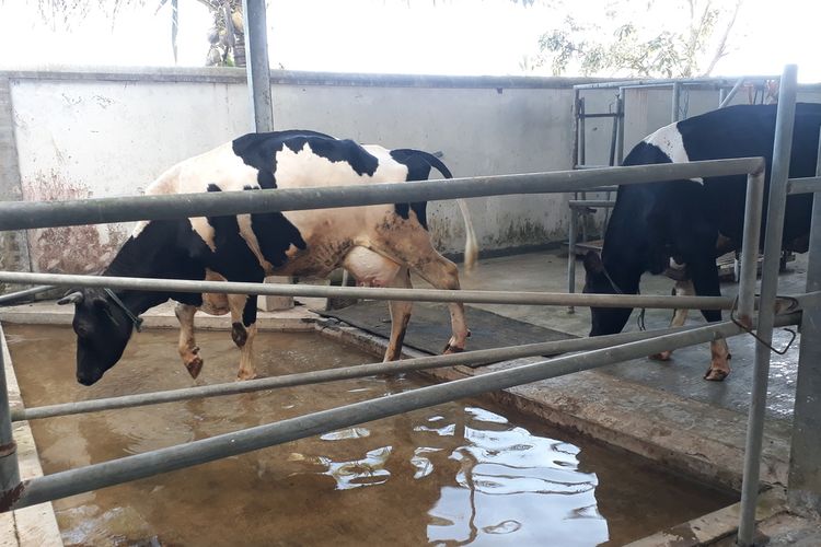 Sapi perah di Milkindo Farm harus melalui tempat cuci kaki yang diberi obat sebelum masuk kandang tidur.