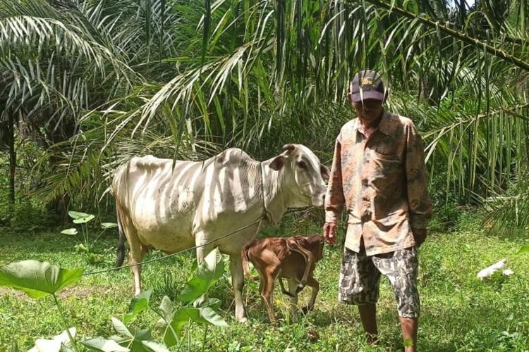 Korim (56) dan sapi miliknya dilepaskan di kebun sawit tak jauh dari kediamannya di Huta III, Nagori Pematang Gajing, Kecamatan Gunung Malela, Kabupaten Simalungun, Selasa (28/9/2021).