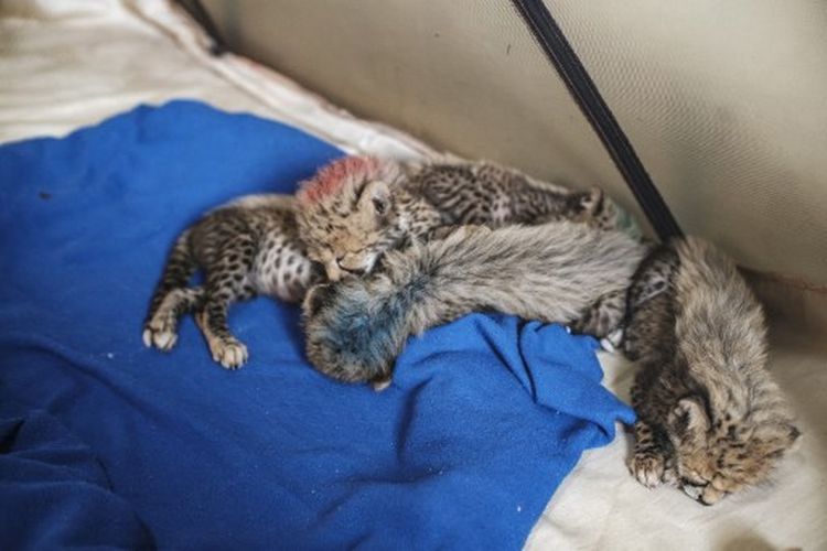 Bayi cheetah tidur di salah satu fasilitas Cheetah Conservation Fund (CCF), di kota Hargeisa, Somaliland, Jumat (17/9/2021). Setiap tahun diperkirakan 300 anak cheetah diperdagangkan melalui Somaliland ke pembeli kaya di Timur Tengah untuk mencari hewan peliharaan eksotis.