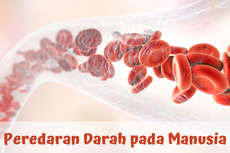 Mengenal Sistem dan Organ Peredaran Darah Manusia