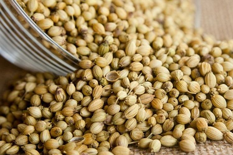 Biji ketumbar yang sudah dipanen