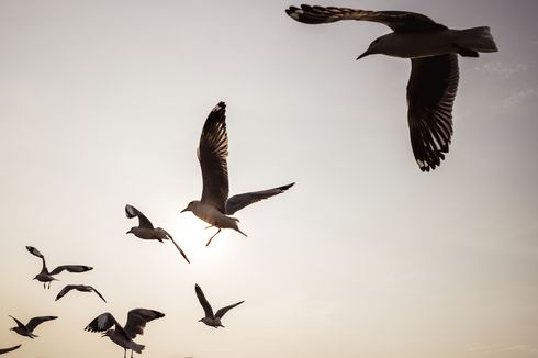 Bisakah Burung Terbang di Luar Angkasa?