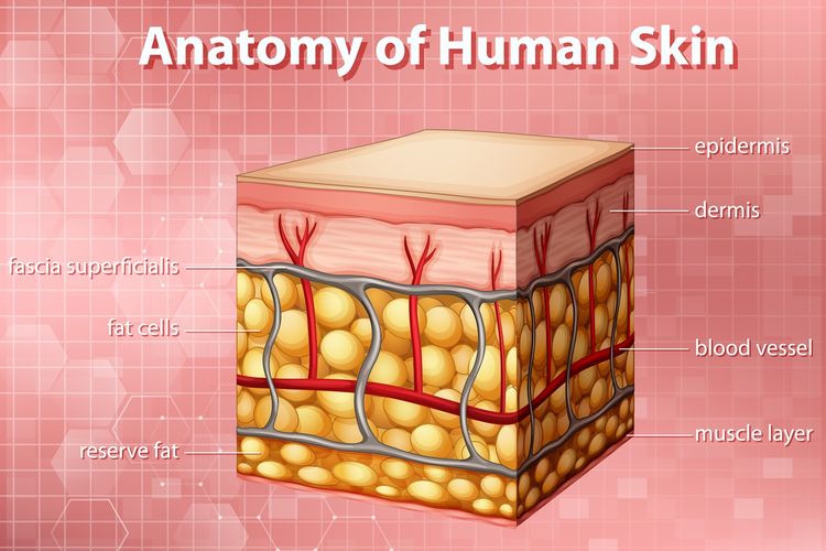 Anatomi Fisiologis Kulit&nbsp;