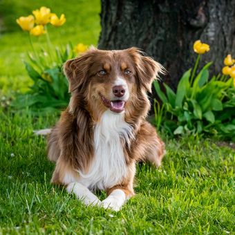 Ilustrasi anjing Australian shepherd. 