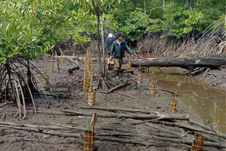 Peringati HMPI, BRGM Gencarkan Penanaman Mangrove