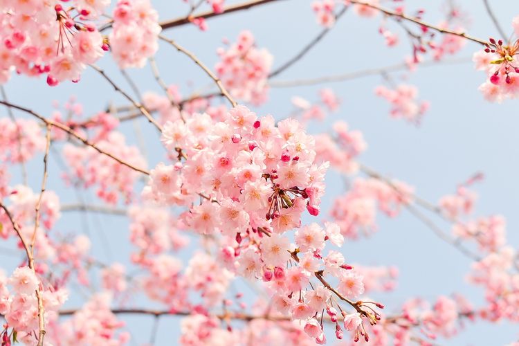 Ilustrasi bunga sakura.