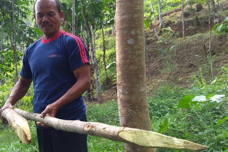 Warga memburu babi hutan menggunakan batang pohon runcing di Desa Windujaya, Kecamatan Kedungbanteng, Kabupaten Banyumas, Jawa Tengah, Selasa (2/7/2019)