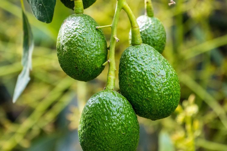 Ilustrasi buah alpukat di pohon, pohon alpukat, menanam alpukat.