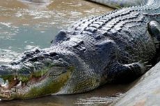 Demi Sekantung Ganja, Bocah Australia Nekat Berenang di Sungai Penuh Buaya