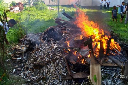 1,9 Ton Ikan Asin Formalin di Labuan Bajo Dimusnahkan