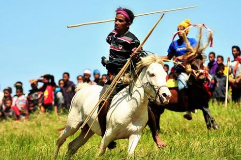 Pemkab Sumba Siapkan Kuda Sandalwood untuk Wisatawan