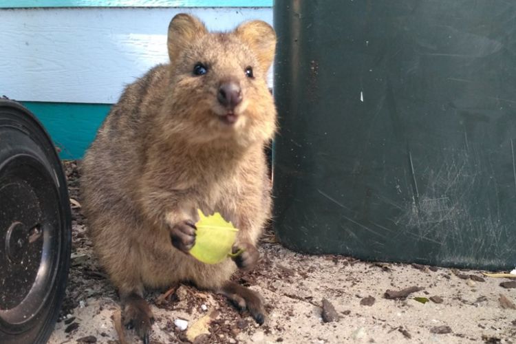 Seekor quokka di Pulau Rottnest, Australia Barat. Foto diambil pada Jumat (9/2/2018).