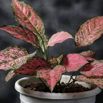 Ilustrasi tanaman hias Aglonema Pink Splash.