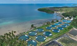 Jadi Nadi Perekonomian, Menyelisik Peran Energi Listrik dalam Mendukung Sektor Pangan
