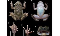 Katak Bertaring Ditemukan di Meratus, Tegaskan Pentingnya Eksplorasi Biodiversitas