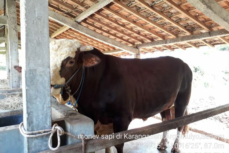 Sapi jenis Simental yang dibeli Presiden Joko Widodo milik Warga Sedayu, Bantul