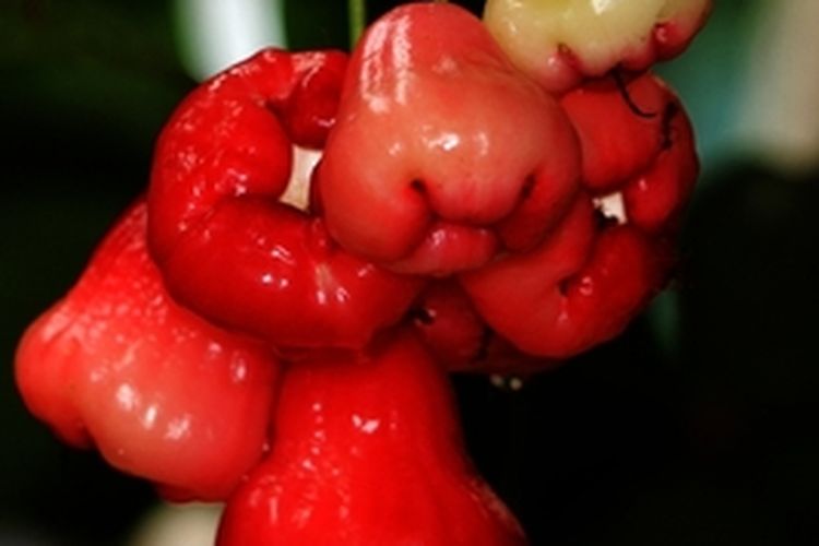 Ilustrasi tanaman jambu air