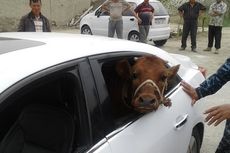 Pencuri Ternak di Uzbekistan, Taruh Anak Sapi di Dalam Mobil Mewah