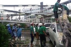 Pemprov DKI Siapkan Asuransi untuk Korban Pohon Tumbang