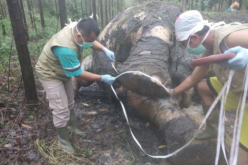 Dugaan Kematian Gajah yang Gadingnya Hilang di Area Perusahaan