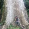 Diklaim Terbesar di Dunia, Ini Penampakan Pohon Medang dengan Diameter 4,6 Meter