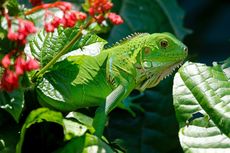 Iguana Makan Apa?