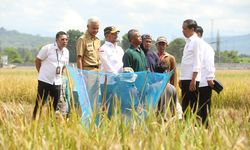 Produksi Gabah di Kebumen Ditargetkan Capai 428.000 Ton, Bupati Arif: Terima Kasih Kementan