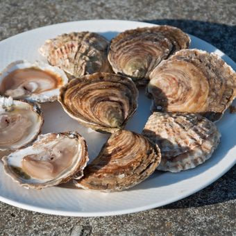 Flat oysters (Ostrea edulis) from France