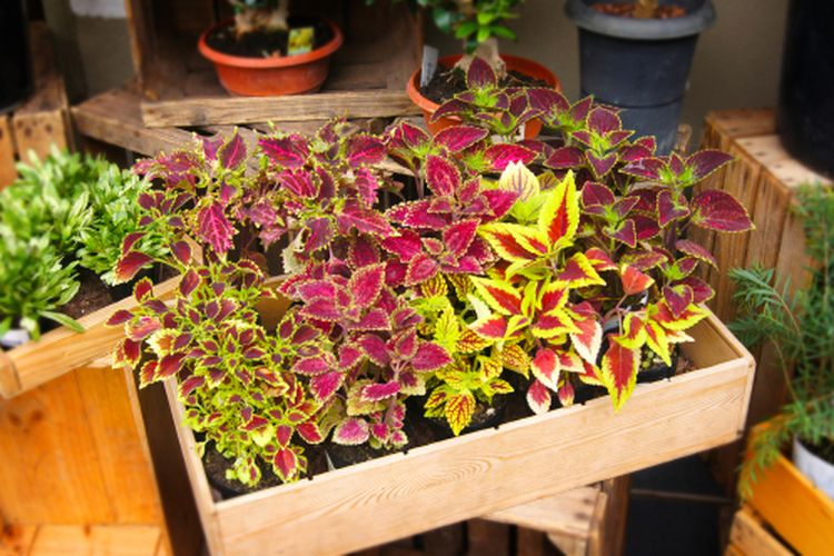 Coleus merupakan salah satu tanaman hias yang bisa ditanam di air dan memiliki banyak varietas dengan warna-warna yang menawan untuk memercantik rumah.