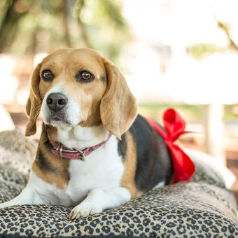 Ilustrasi anjing Beagle betina sedang hamil, Ilustrasi anjing hamil.